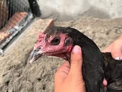 dragon thai hens full healthy and active