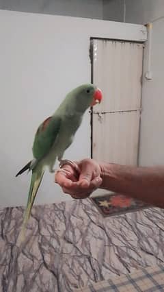 kashmiri