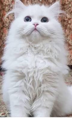 Persian cat