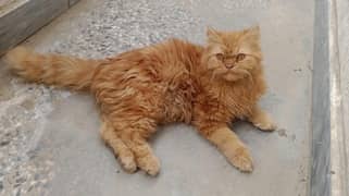 TOMCAT