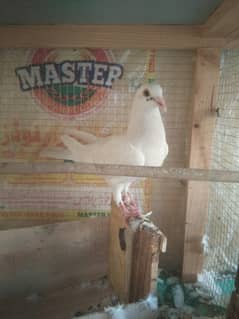 fancy pigeon