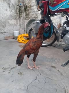 03365308563