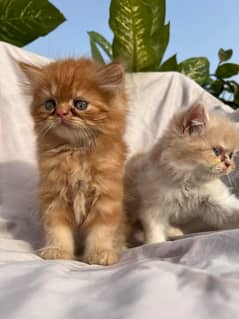 Peke face persian kittens for sale