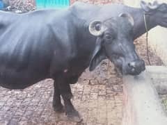 buffalo for sale
