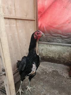 Shamo Breeder Female