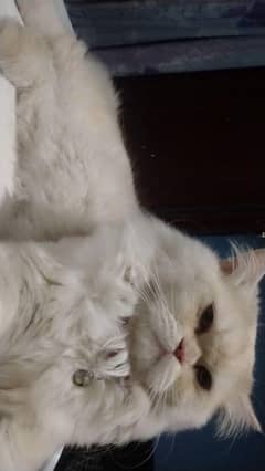 Persian cat