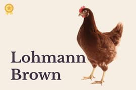 Egg laying Lohman Brown Hens