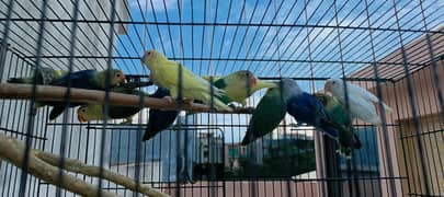 Love Birds For Sale