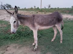 Donkey