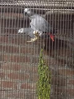 African grey breeder pair