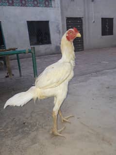 white shamo male