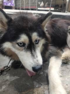 Siberian husky male for seall