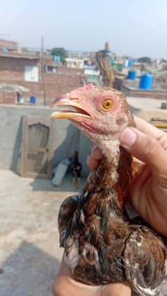 2 months old picture hai