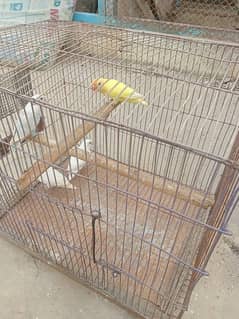 love bird