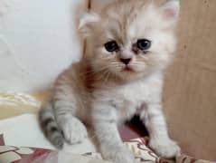 persian kitten  | male and female | triple coat | blue eyes