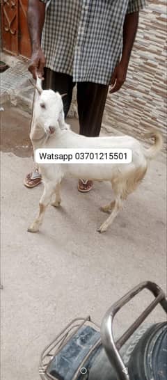 Bakra | goat | goat baby | Bakra baby