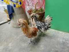 2 Male sale
