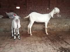 goats