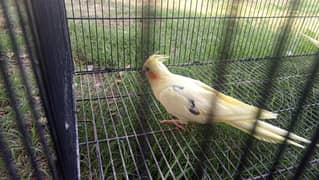 fellow Cocktail