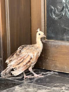 Peacock