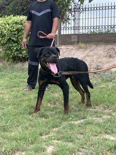 Rottweiler male non pedigre