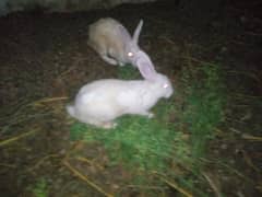 Breeder Full Size Rabbit