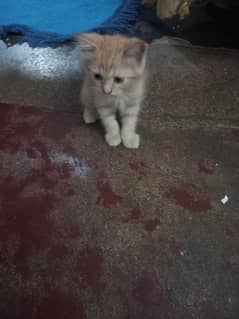 Persian kitten double coated male active fun full trend