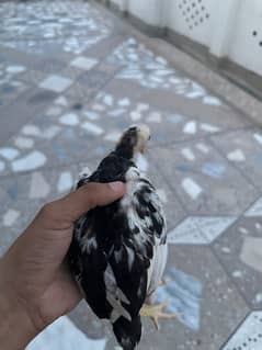 Mianwali Aseel chicks for sale