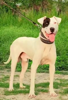 Lappa gultair male age 11 Month available for sale