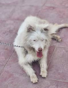 Russian colored lapdog ,white