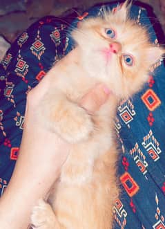 Triple coated Persian kitten pair
