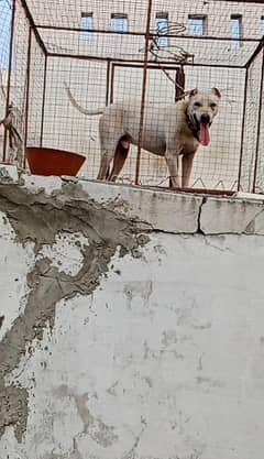 gultair