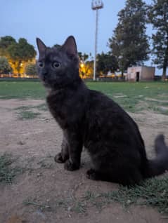 Bombay