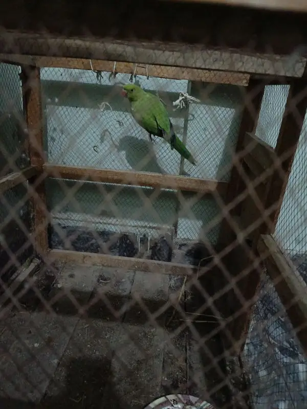 wild green parrot — photo 2