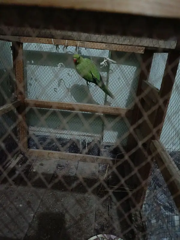 wild green parrot — photo 3