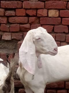rajan
