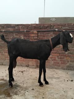 4dant bakri 0.3. 24.47. 92.7. 92 what's app