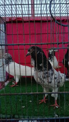 kabli