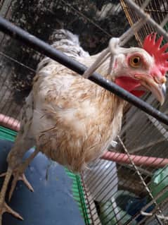 hen for sel