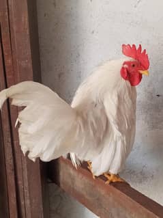 White Japanese Bantum hens