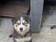 Siberian
