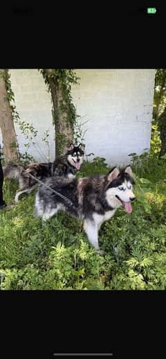 Siberian
