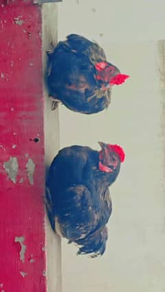 2 Aseel Amroha for sale