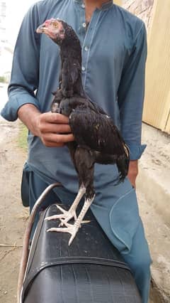 Mary pass har tarha ki hens mil jay gi