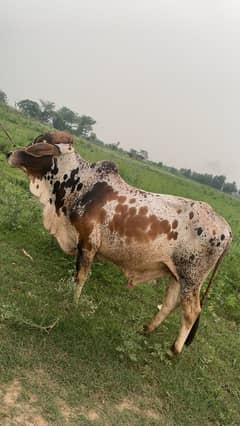 cow for sale