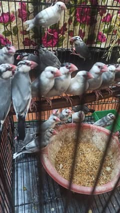 Java birds Adult per piece