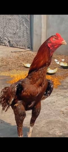 home breed aseel murgha