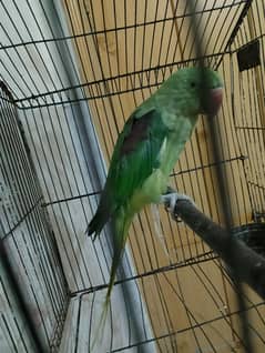 Raw parrot ready to breed