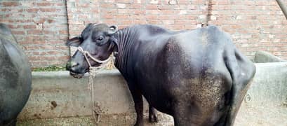 Buffalo
