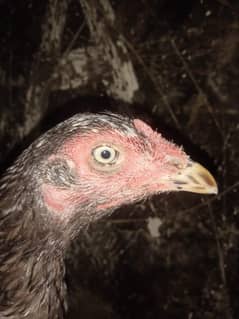 aseel hen for sale